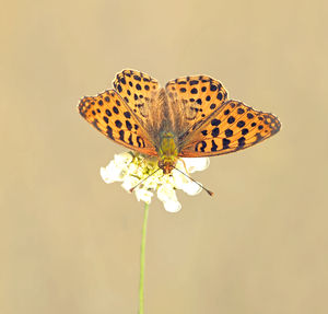 Close-up of butterfly pollinating on flower