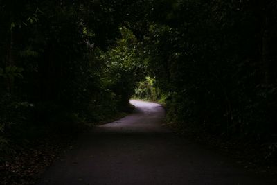 Country road along trees