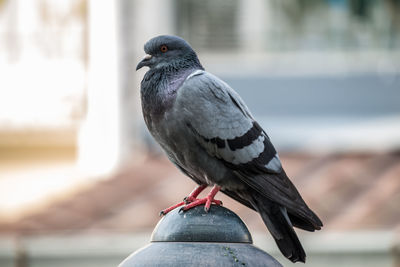 Close-up of pigeon perching on railing