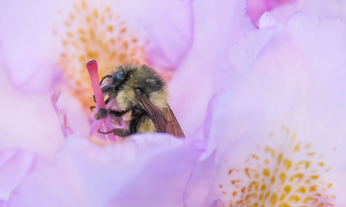 Close-up of bee pollinating on pink flower