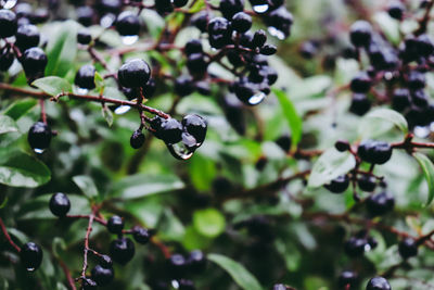 Close-up of berries growing on plant