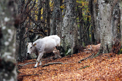 White horse in a forest