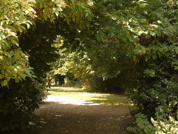 Walkway amidst trees