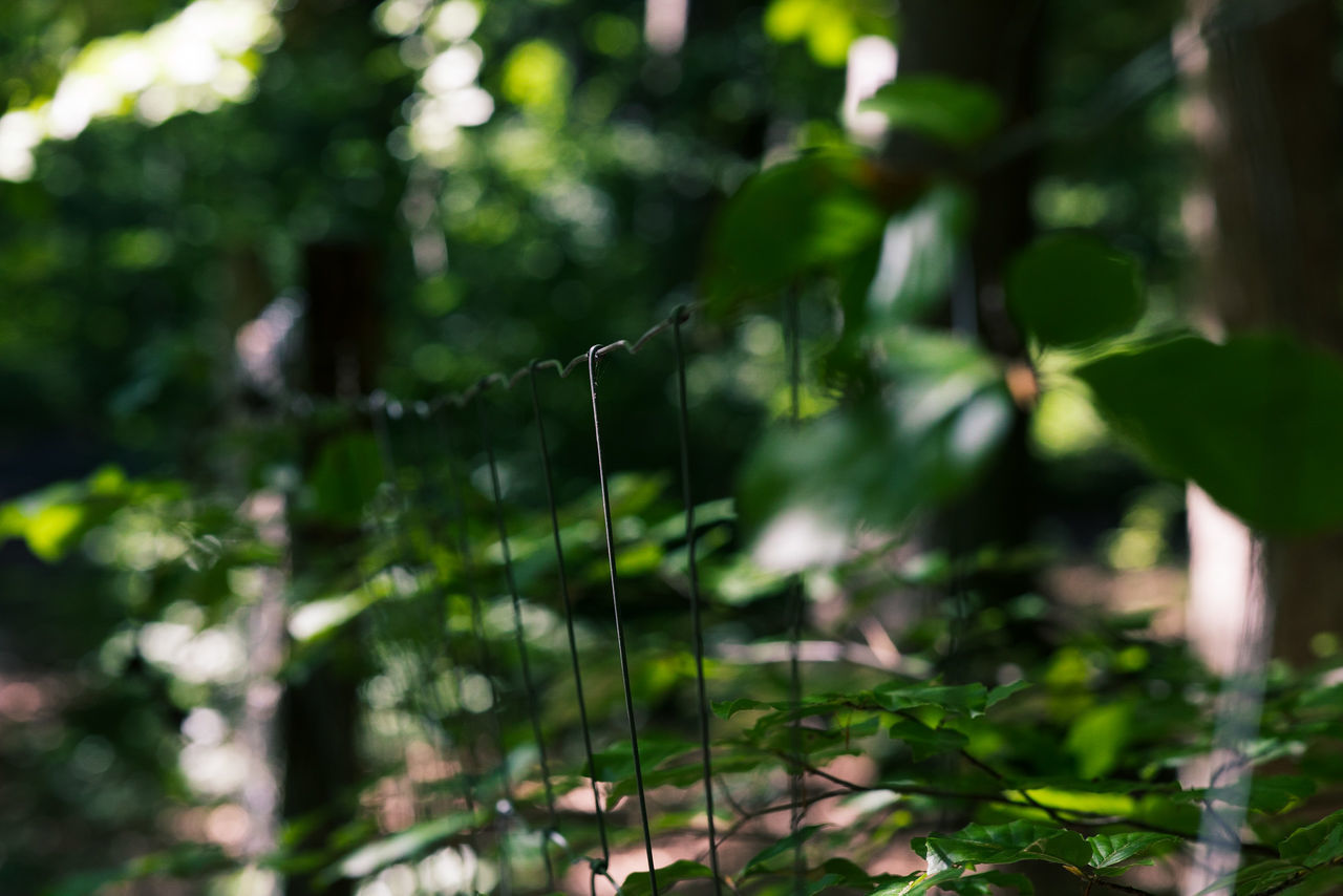 CLOSE-UP OF PLANTS GROWING ON LAND