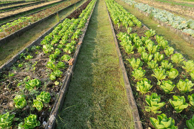 Panoramic shot of rice field