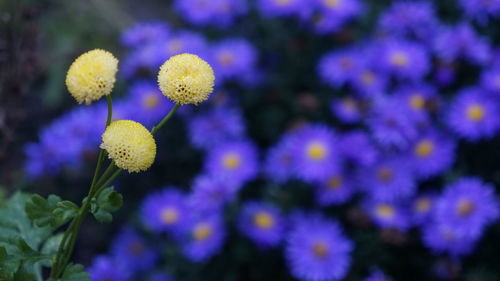 Close-up of purple flowering plants on field