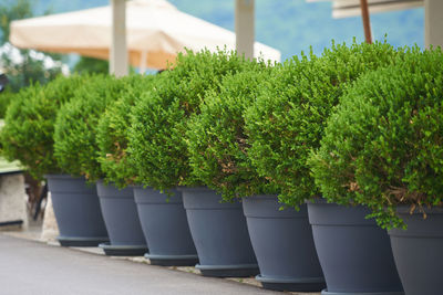 Close-up of potted plants in garden