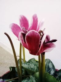 Close-up of pink flower blooming outdoors