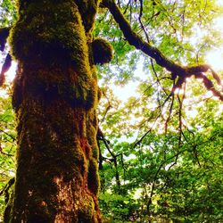 Low angle view of trees in forest