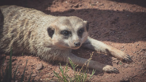 Close-up of meerkat