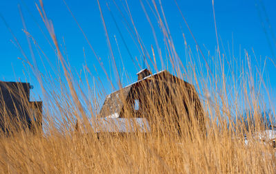 Plants growing on field against clear blue sky