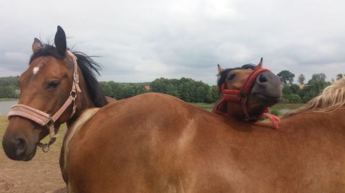 Portrait of horse on field against sky