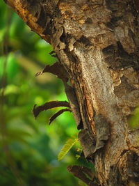 Close-up of lizard on tree trunk