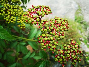 Close-up of berries growing on tree