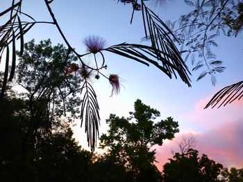 Low angle view of flowering plants against sky