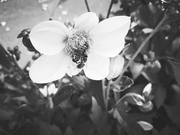 Close-up of flower blooming outdoors