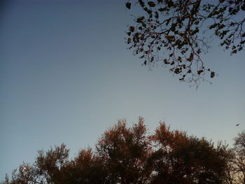 Low angle view of trees against clear blue sky