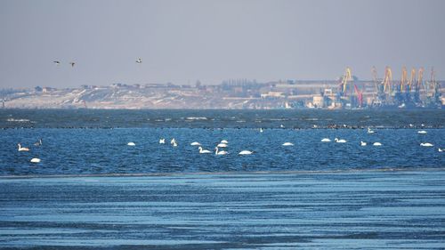 Seagulls flying over sea against sky