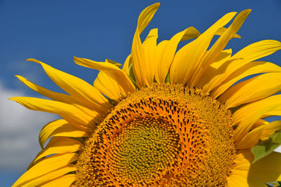 Close-up of sunflower