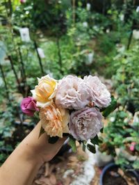 Cropped hand of woman holding rose