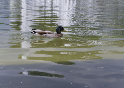 Ducks swimming in lake