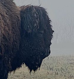 animal