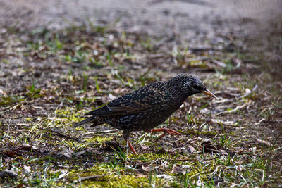 Close-up of a bird on field