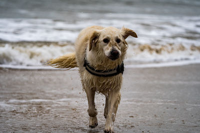Golden retriever walking along the beach