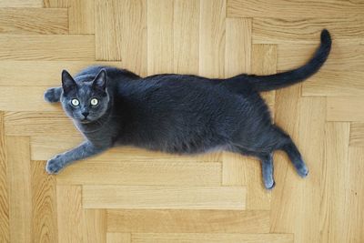 High angle portrait of a cat