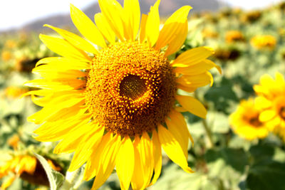 Close-up of sunflower