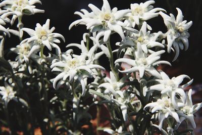 Close-up of white flowering plants