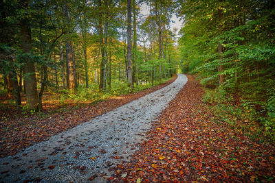 Road amidst trees in forest during autumn