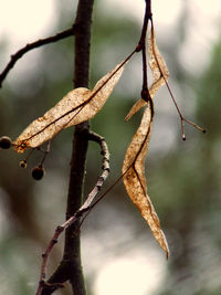 Close-up of plant against blurred background