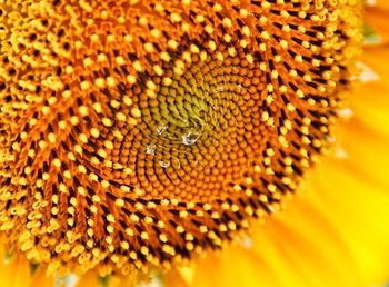 Extreme close up of yellow flower