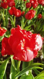 Close-up of red tulip