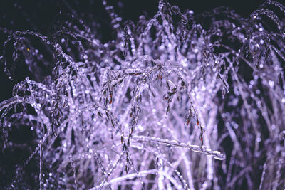 A branch covered with a crust of ice with neon lighting. ice garland