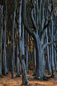 Trees in forest