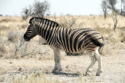 Zebra standing on field