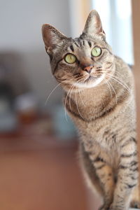 Close-up portrait of a cat