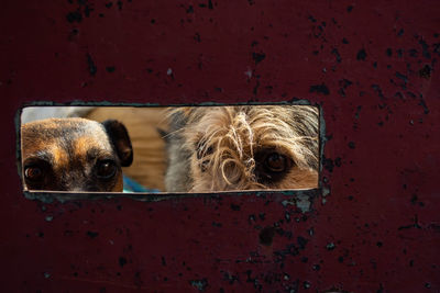 Close-up of dog peeking through window