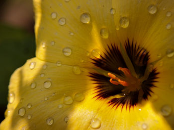 Close-up of wet yellow flower