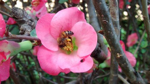 Close-up of bee pollinating on pink flower