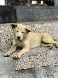 Portrait of dog lying on footpath