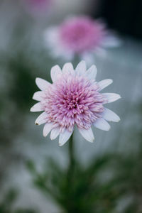 Close-up of pink flower