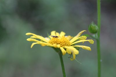 Close-up of insect on yellow flower