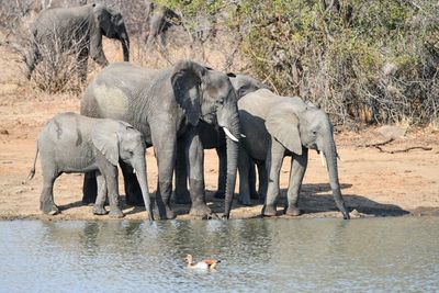 View of elephant in water