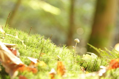 Close-up of plants growing on field