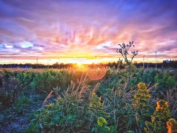 Silhouette plants on field against dramatic sky during sunset