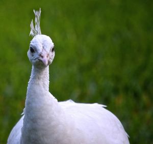 Close-up of white peacock