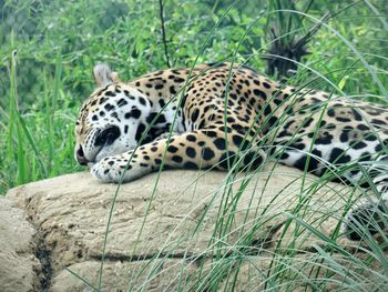 View of a jaguar